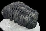 Drotops Trilobite - Large Faceted Eyes #131339-4